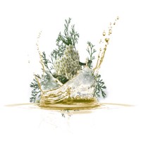 Έλαιο Αχιλλέα 